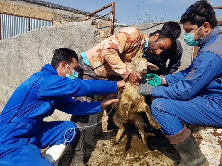 ایمن سازی بیش از 550 هزار راس دام سبک و سنگین در شازند انجام شد